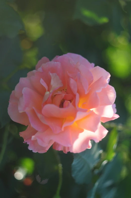 a pink rose with its petals turned to the sun