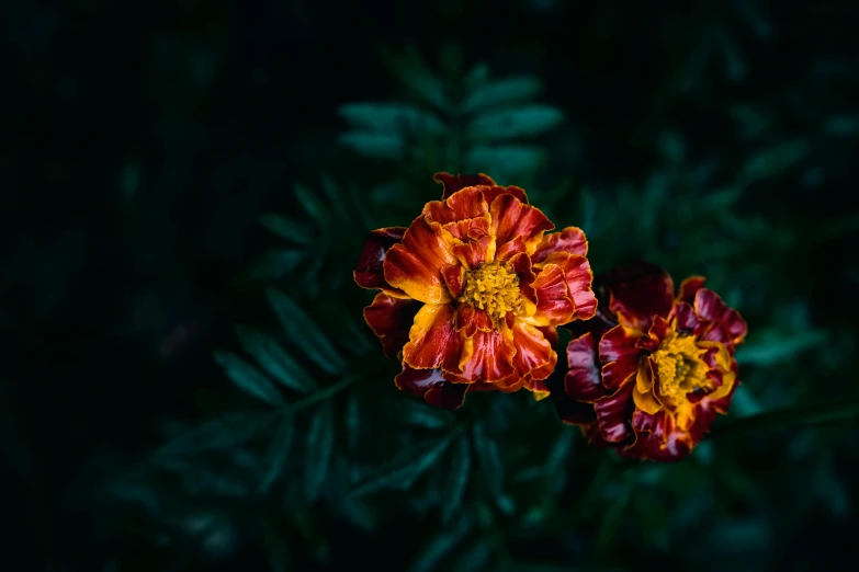 two orange and red flowers with green leaves