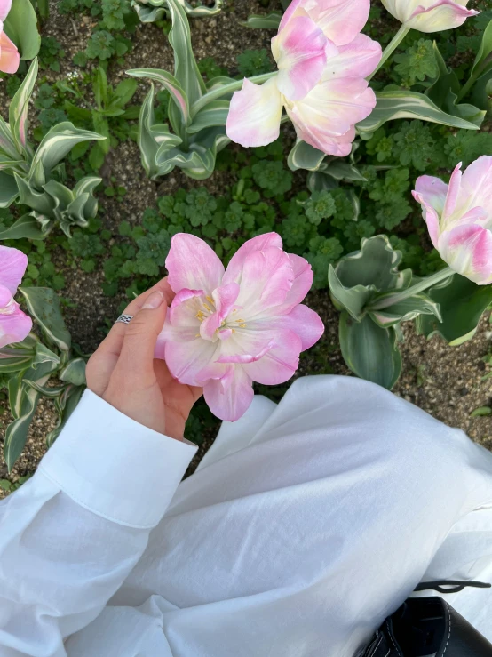 an elevated view of someone's hand holding a pink flower