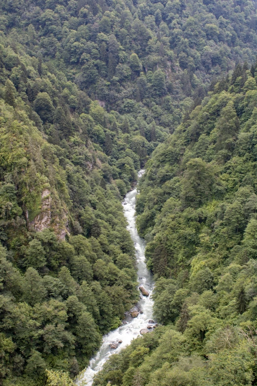 a stream surrounded by lush green jungle trees