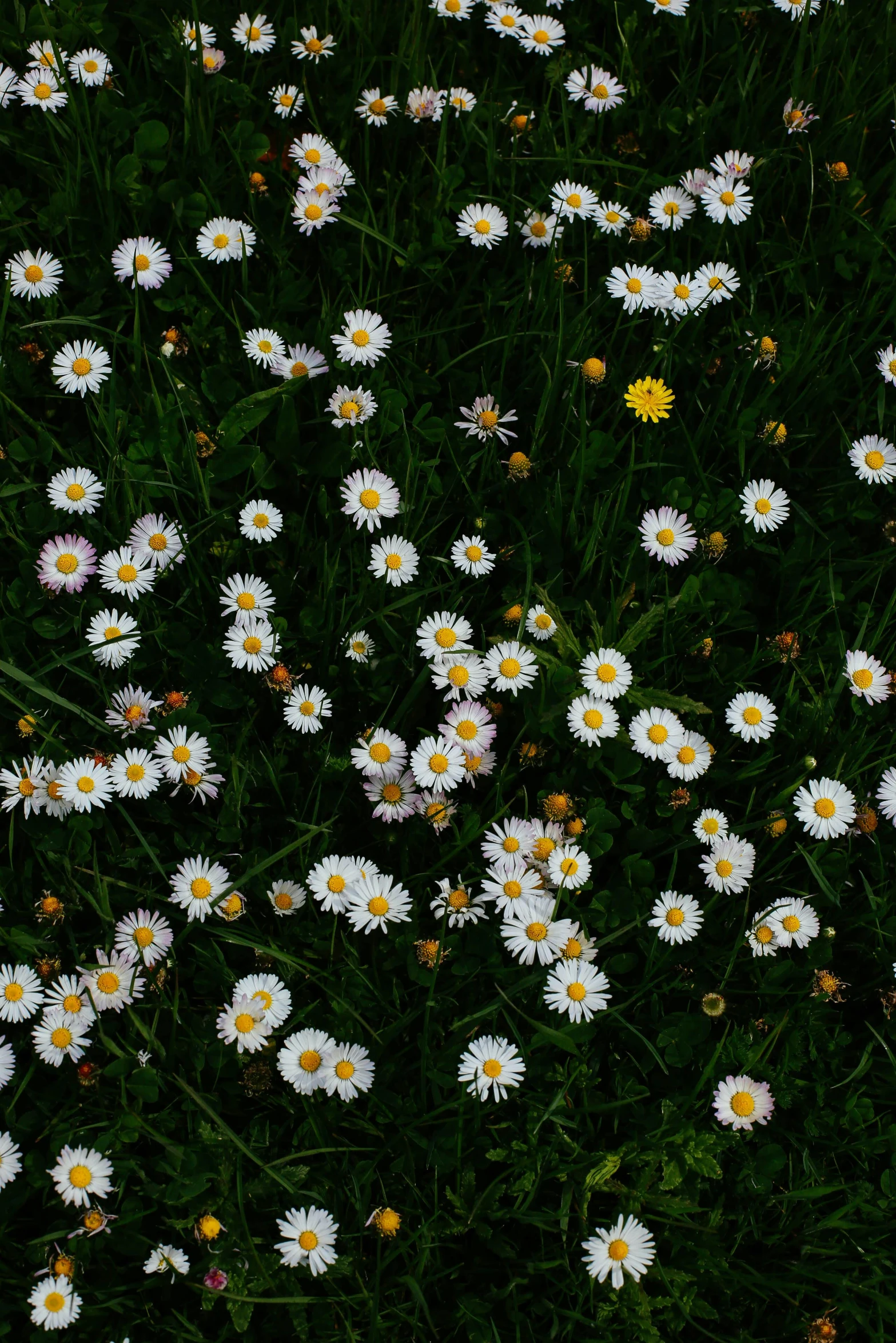 a cluster of white flowers on grass in the evening