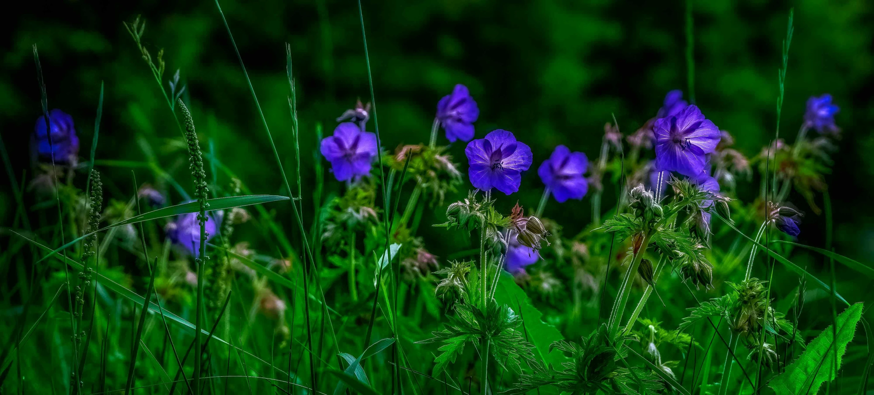 purple flowers and long grass in a forest