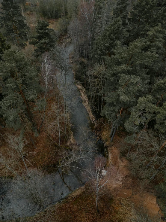 an aerial po of trees and water in the middle of a forest