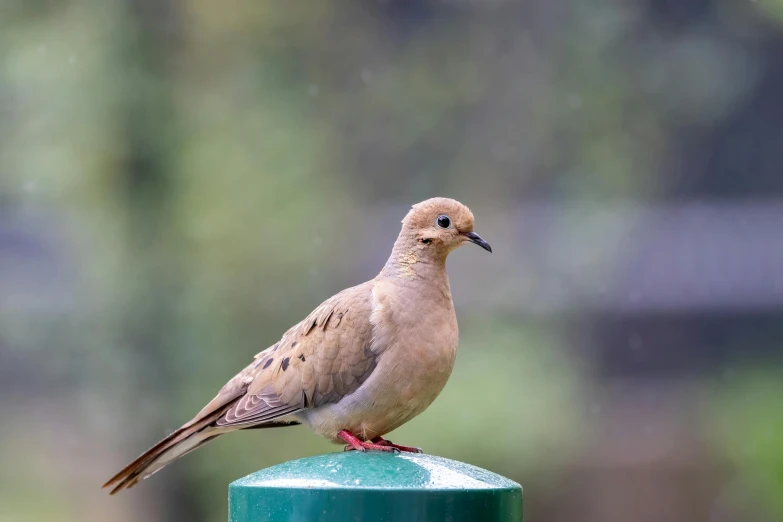 the small bird is perched on the green pole