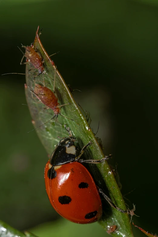 a red insect sitting on top of a plant