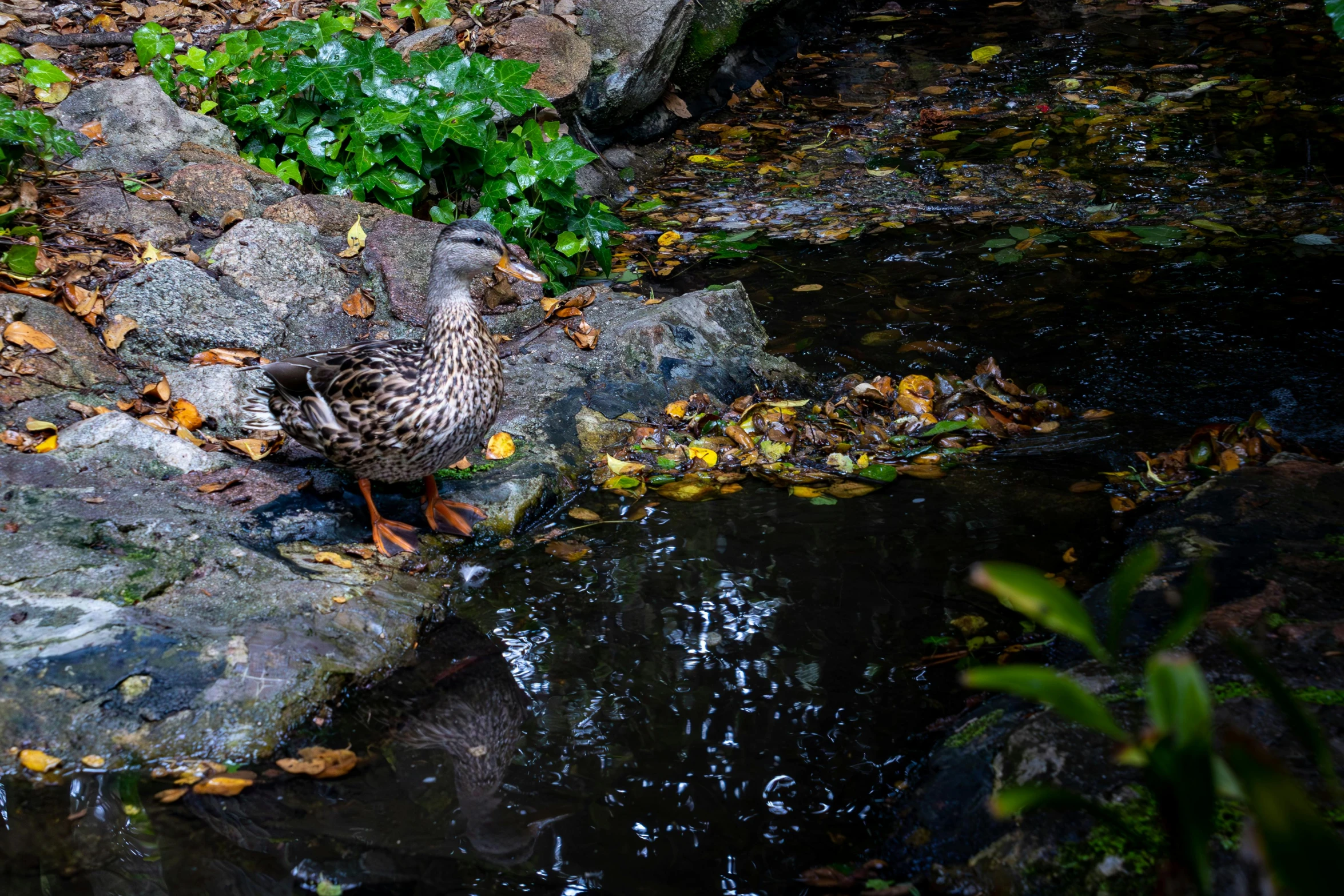 a duck that is sitting on some rocks