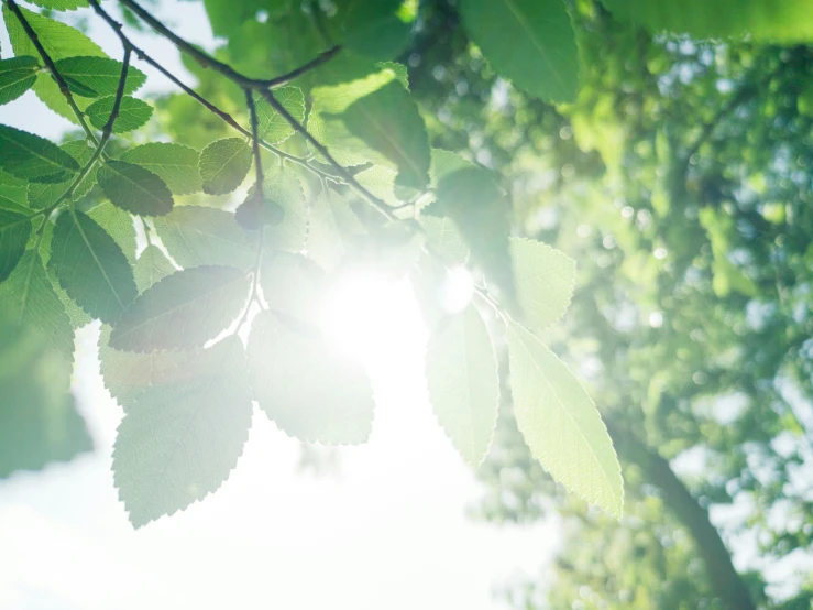 some green leaves and trees in the sunlight