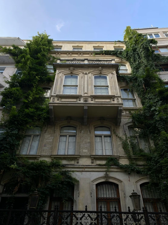 some ivy on the windows of an old building