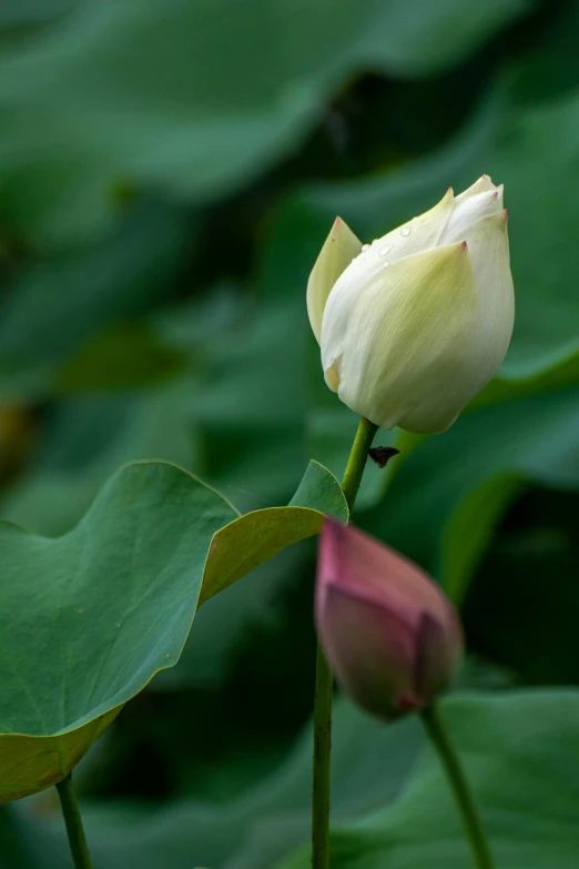 a white flower sitting on top of a green leafy plant