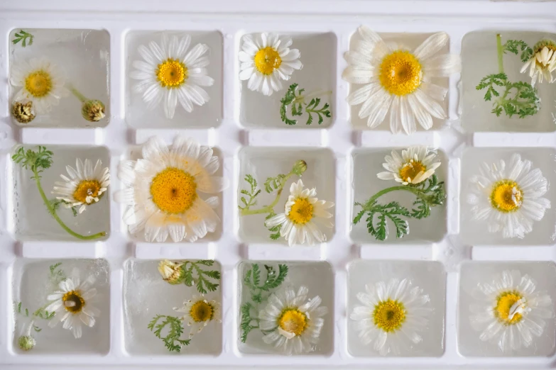 a group of flowers placed in a white tray