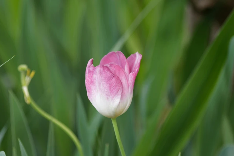 a single pink tulip standing tall over the grass