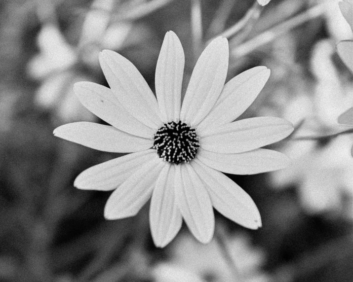 a black and white picture of a flower