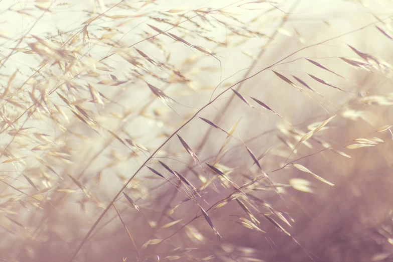 tall weeds on a grassy plain during the daytime