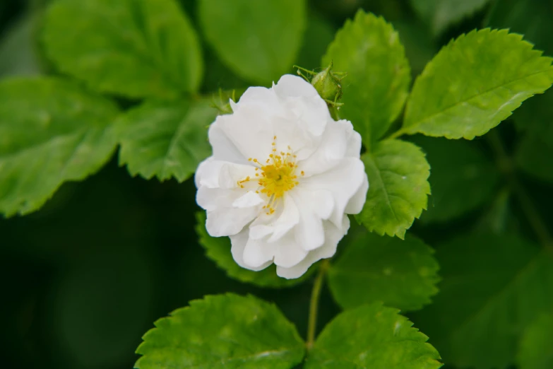 a white flower with a yellow center amongst green leaves