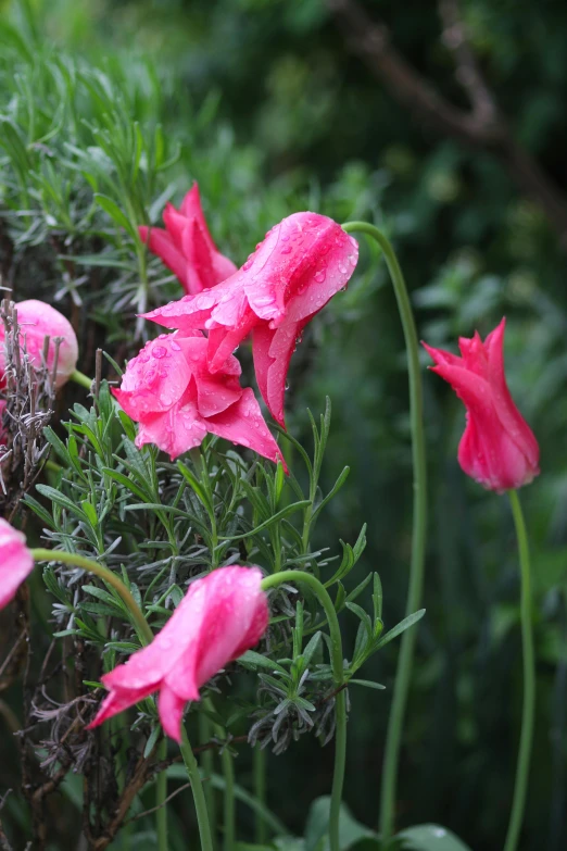 pink flowers grow next to each other on a plant