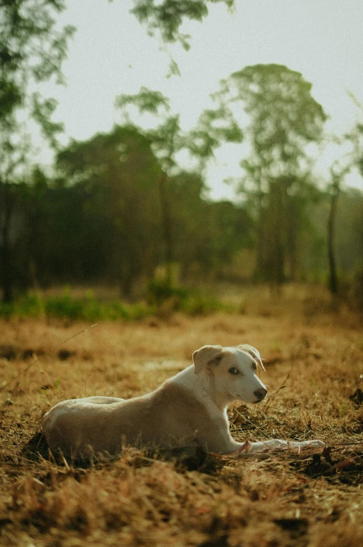 a lamb laying down in the middle of a field