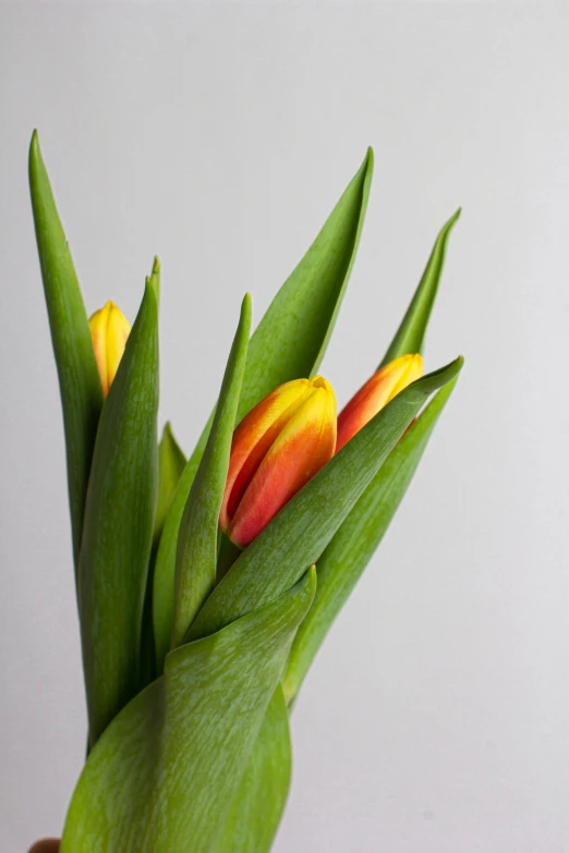 tulips on the plant ready to be grown