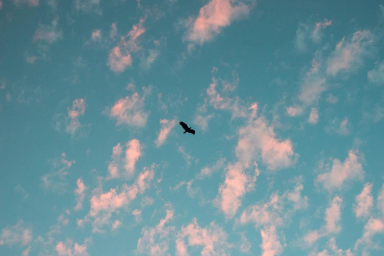 an eagle flying on the blue sky with puffy clouds