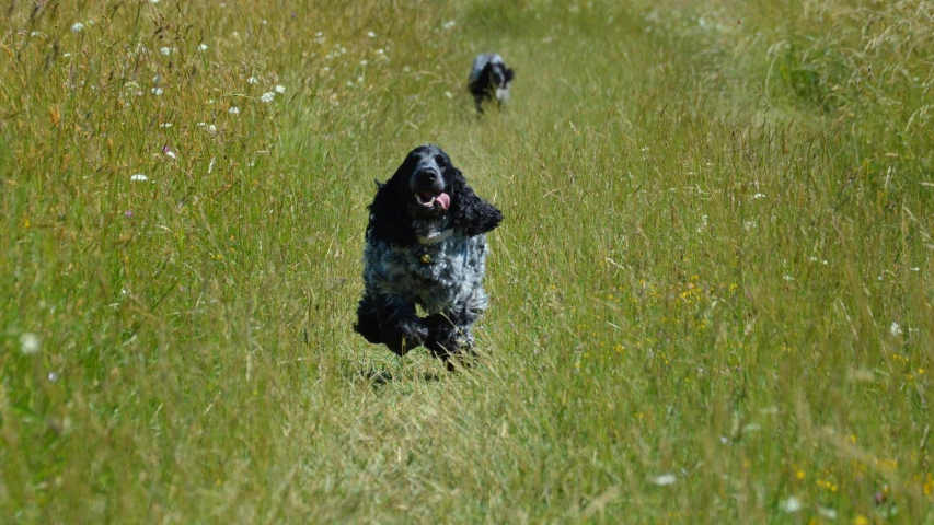 dog barking out in a field full of tall grass
