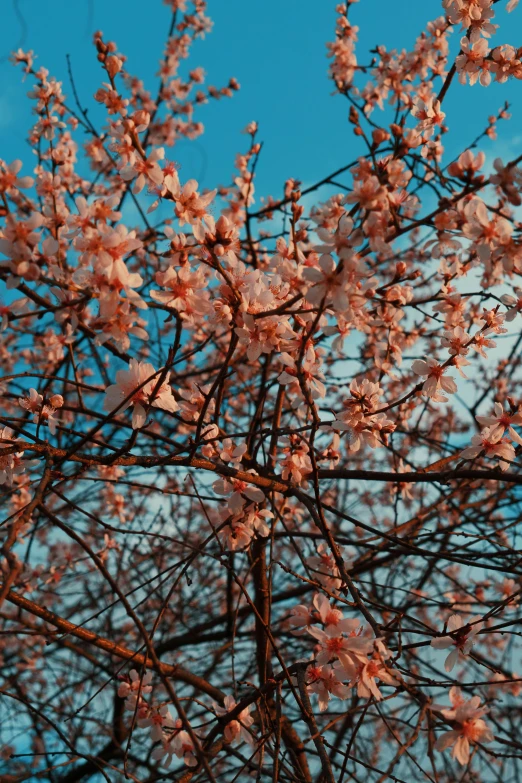 nch of apple tree with pink blossoms in the middle