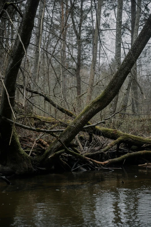 the nches have fallen off of trees over a river