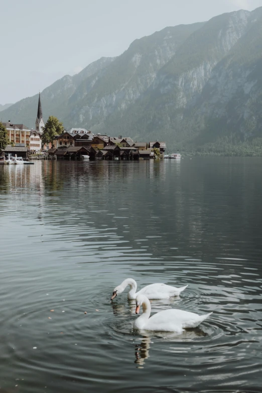 two white swans swim through the water