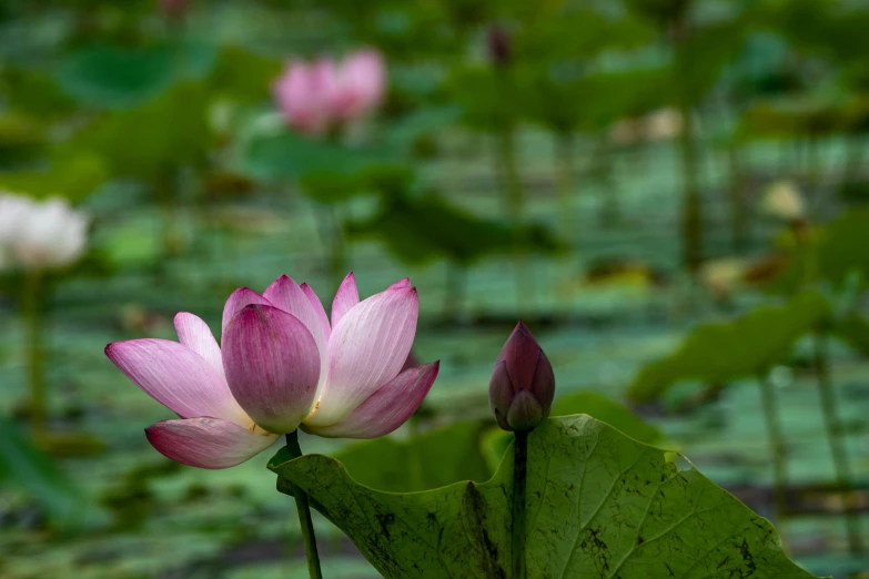 pink lotuses are blooming in the middle of a swamp