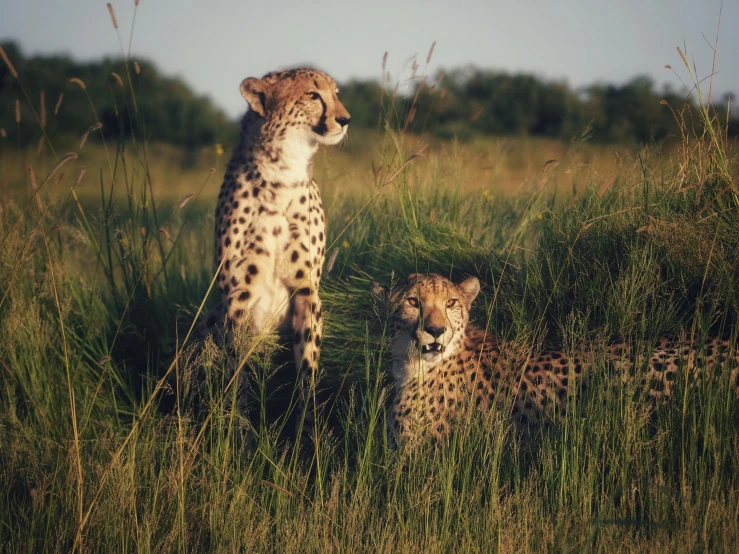 two cheetah sitting on the grass while another walks