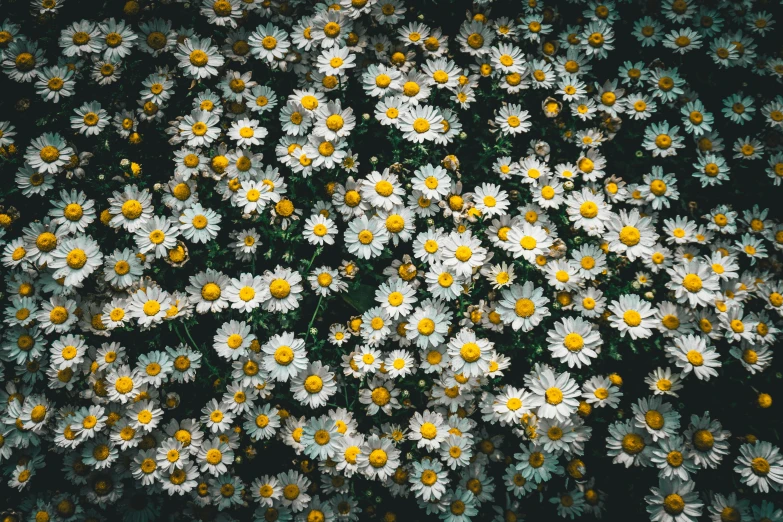 close up s of a field of white daisies