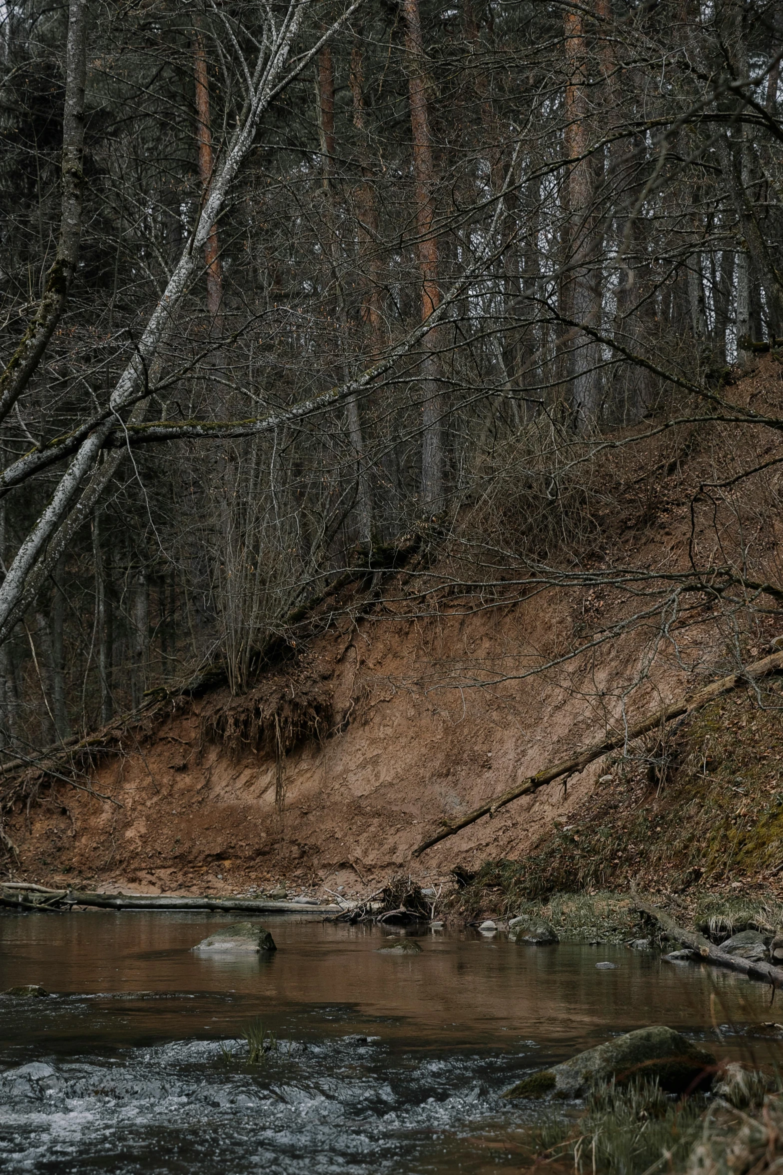 a river in the middle of a forest with water