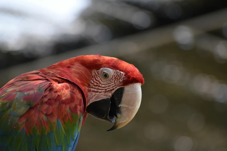 the colorful parrot is looking off into the distance