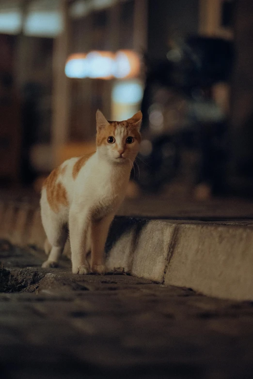 an orange and white cat standing on a wall in a darkened room