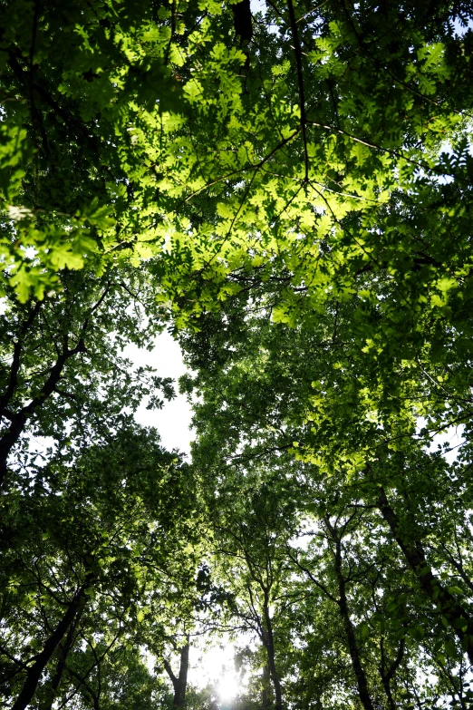 a person standing under the trees, with a bright sky in the background