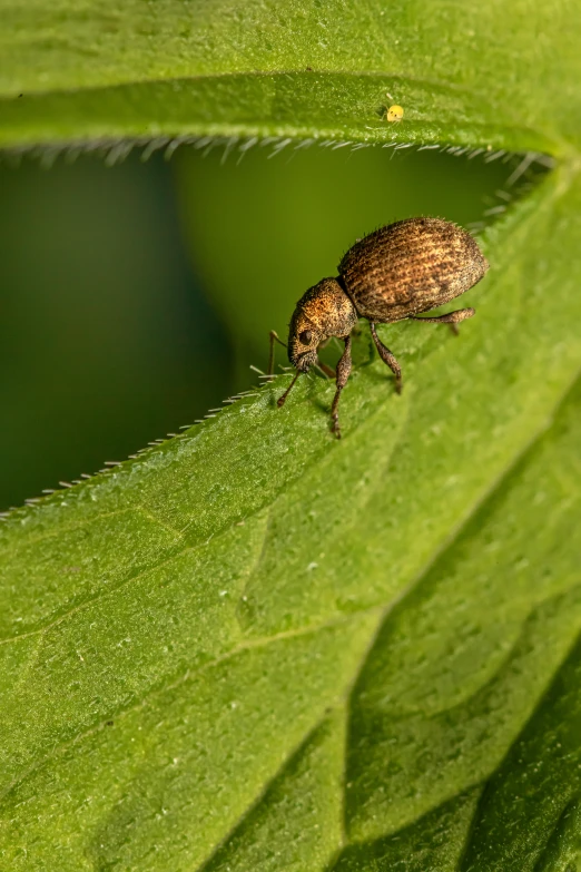 a close up image of a bug on a green leaf