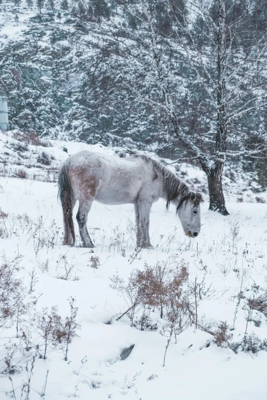 there is a horse standing in the snow