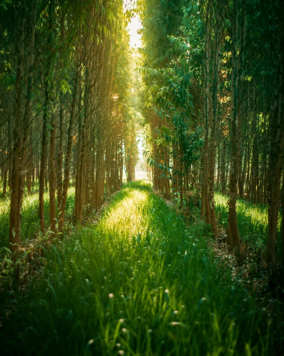 a sunny forest trail runs through tall, thin trees