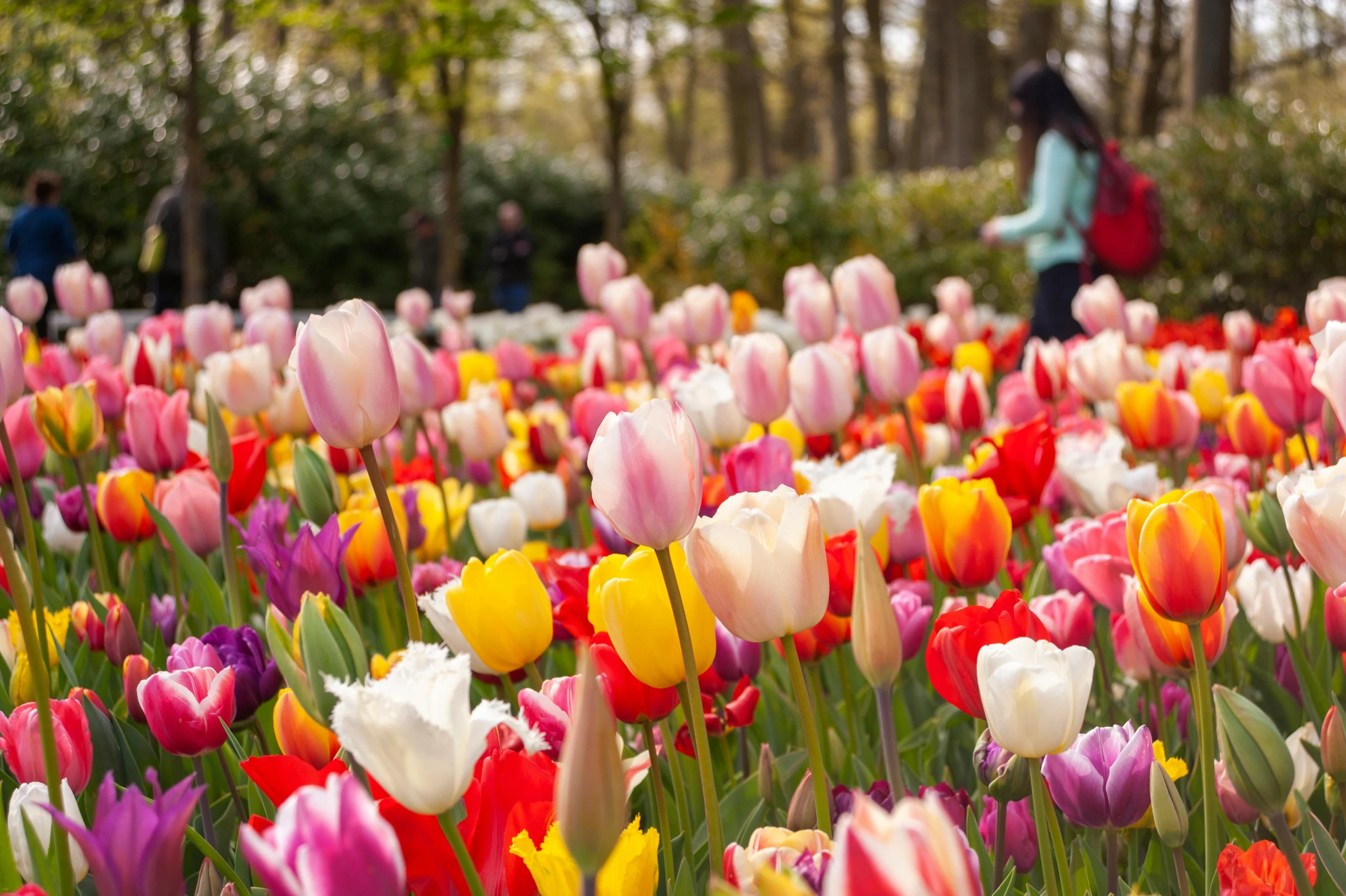 several people are in the middle of a flower bed