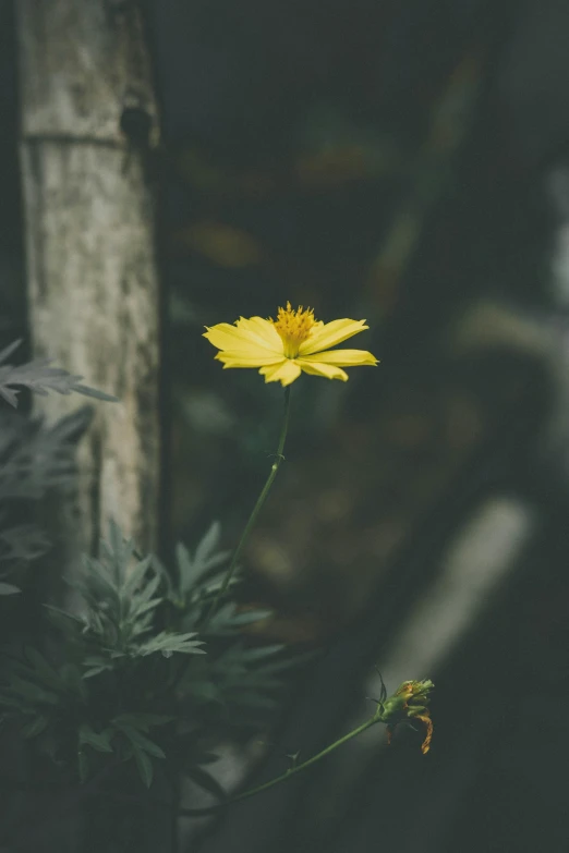 a yellow flower sitting on the ground next to a tree