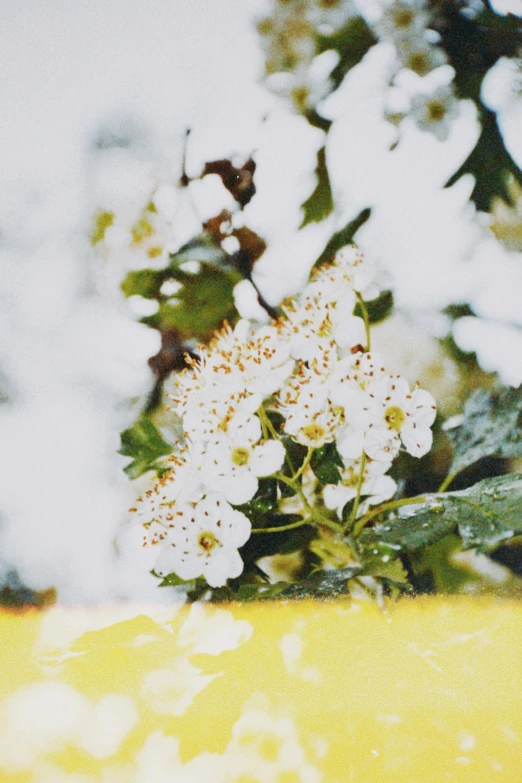 a bunch of white flowers on a tree