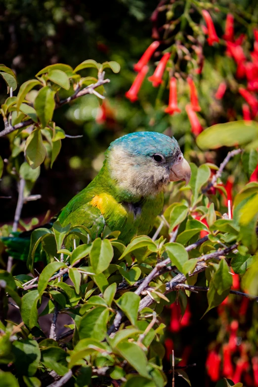 a blue and yellow bird perched on a nch