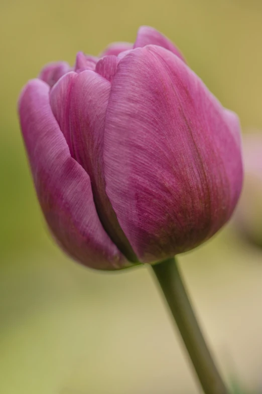 a large, unfurnished pink flower bud in focus