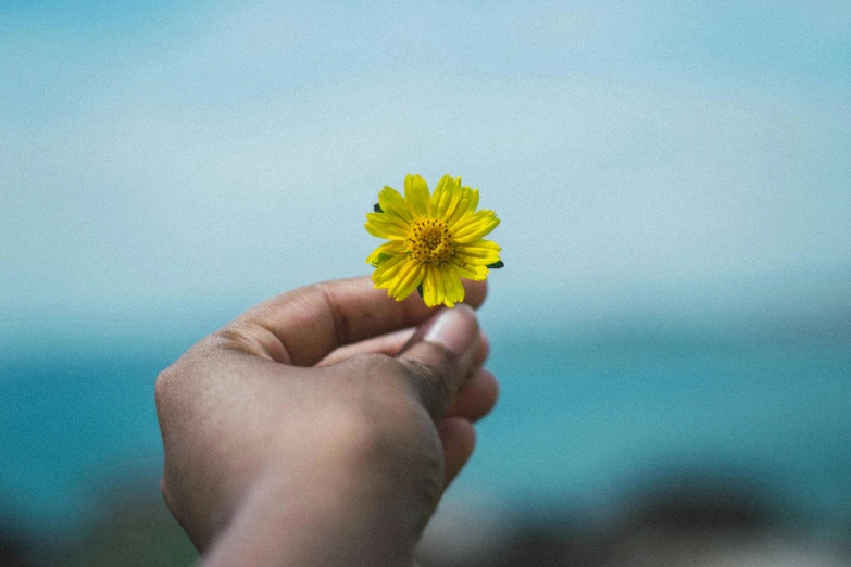 yellow flower in a person's hand with blue sky behind