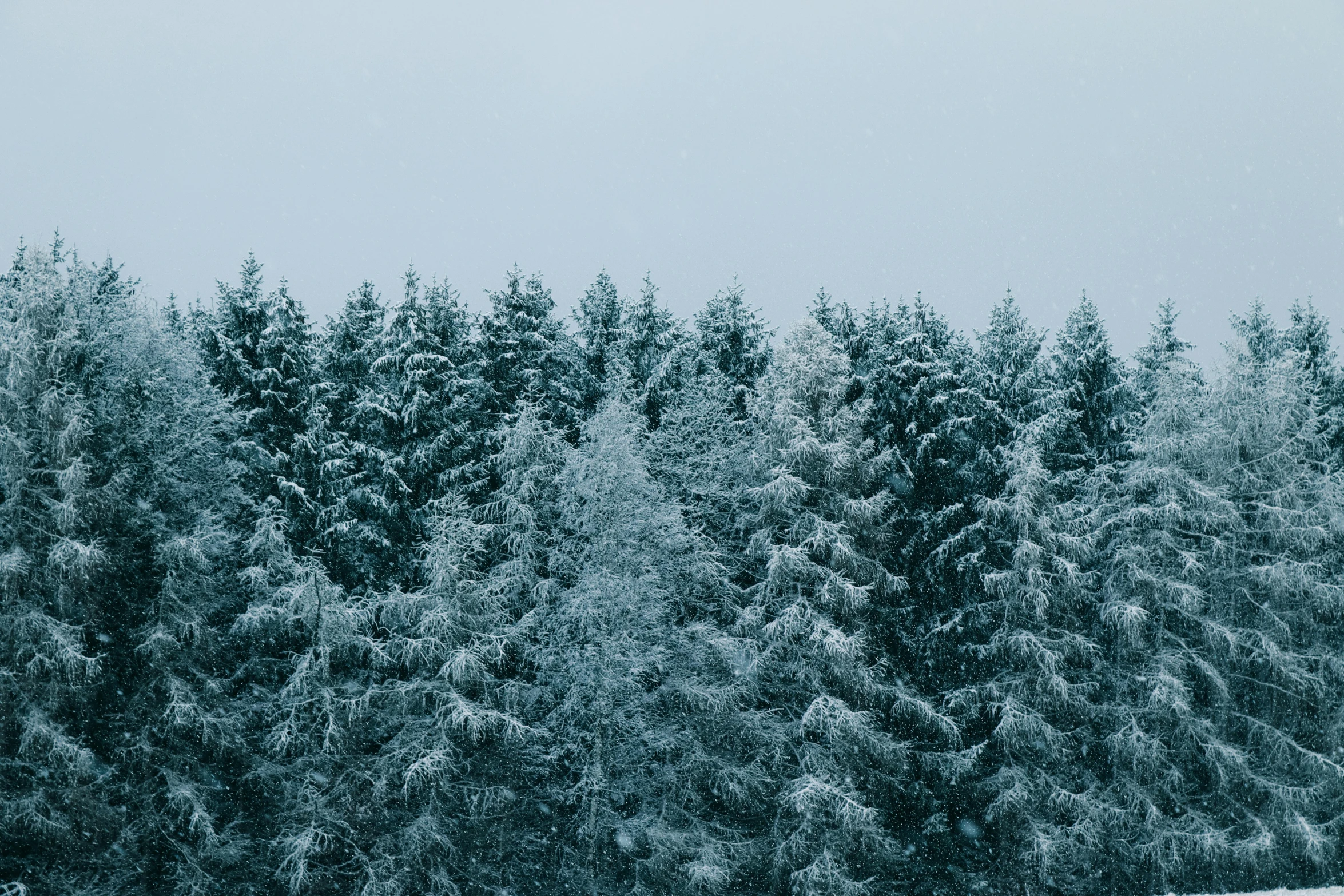 many trees are covered in snow and ice