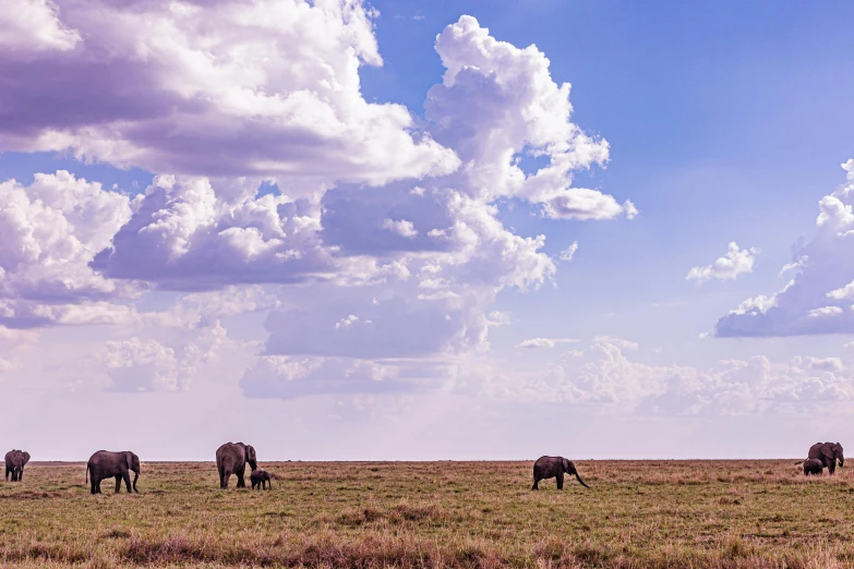 a group of elephants standing in the grass