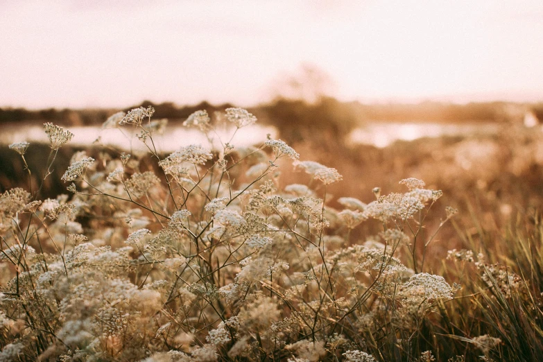 some white flowers growing in the grass