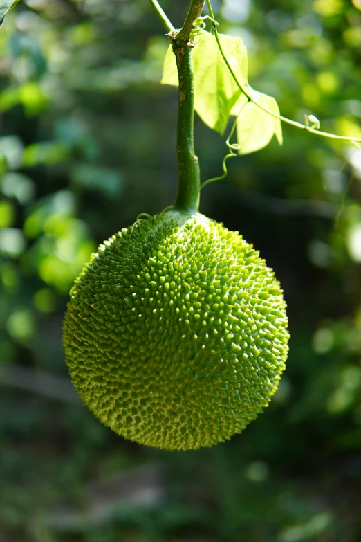 a close up of the fruit hanging on a tree