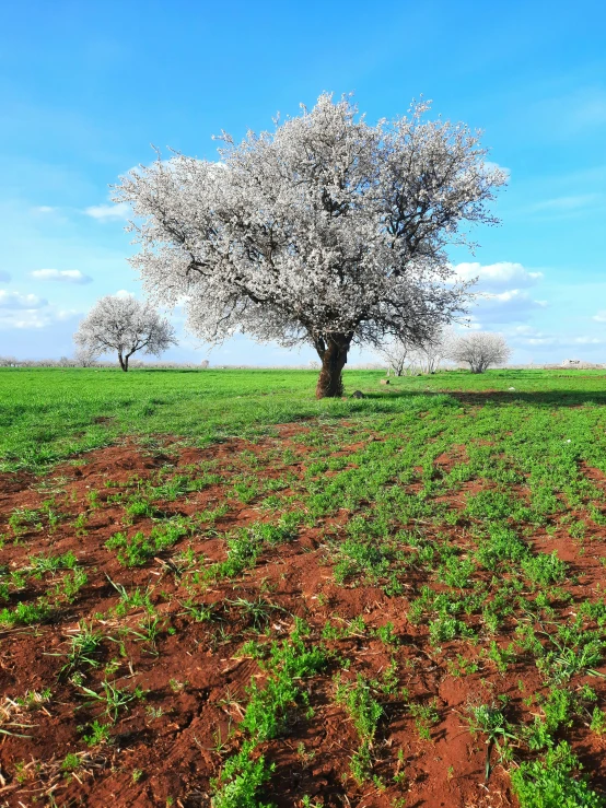 a couple of trees are in the middle of a field