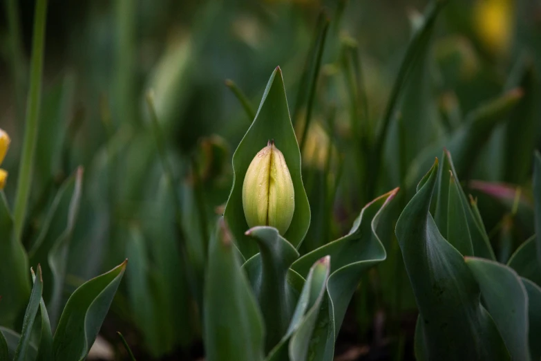 close up of a yellow and green flower bud