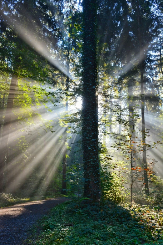 an image of rays in the woods