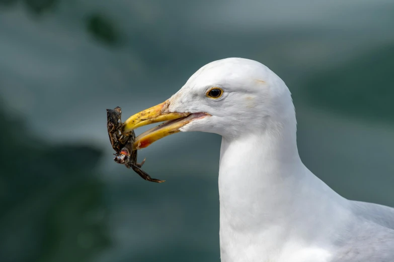 white and yellow bird with an insect in its mouth